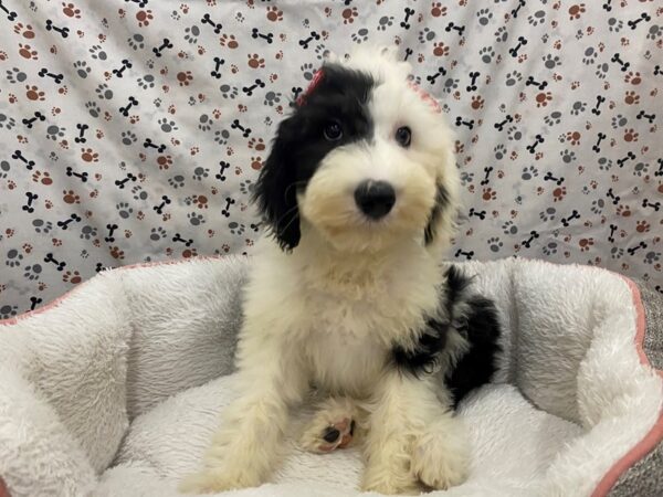 Sheepadoodle DOG Female Black / White 12981 Petland Batavia, Illinois