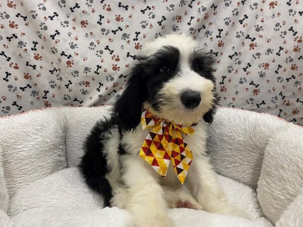 Sheepadoodle DOG Male Black / White 12982 Petland Batavia, Illinois