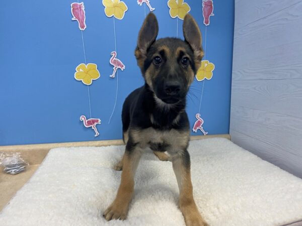 German Shepherd DOG Female Black & Tan 20899 Petland Batavia, Illinois