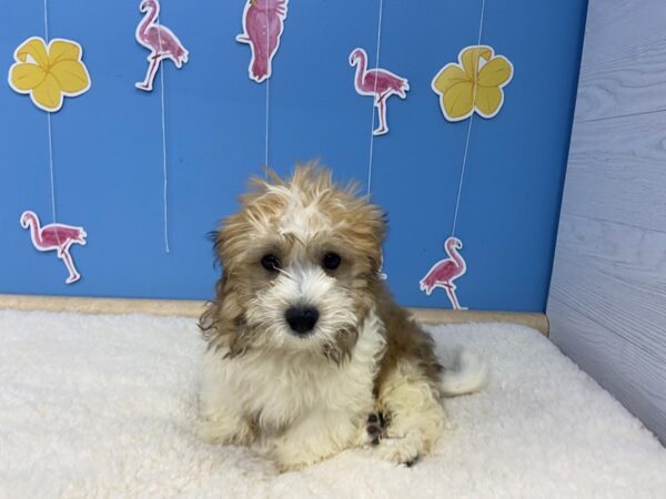 Havanese-DOG-Male-Sable / White-20921-Petland Batavia, Illinois