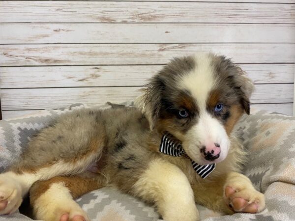 Australian Shepherd DOG Male Blue Merle 21183 Petland Batavia, Illinois