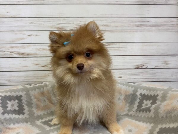 Pomeranian DOG Female Sable 21181 Petland Batavia, Illinois