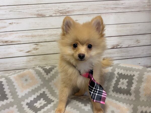 Pomeranian-DOG-Male-Tan-21180-Petland Batavia, Illinois