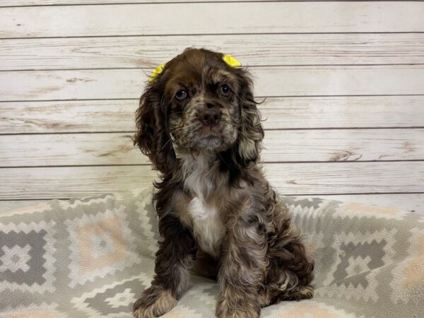 Cocker Spaniel DOG Female Chocolate Roan 21177 Petland Batavia, Illinois