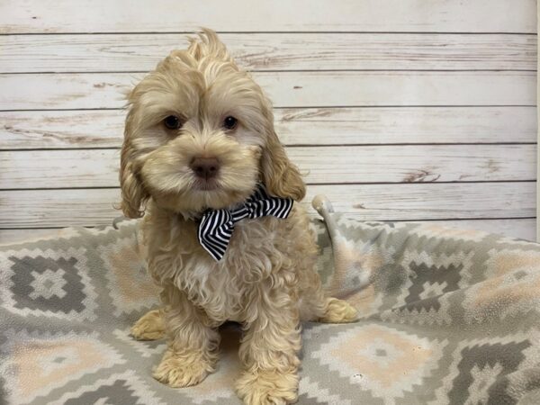 Cock A Poo DOG Male Buff 21171 Petland Batavia, Illinois