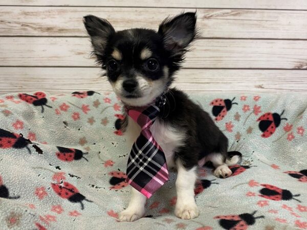 Chihuahua-DOG-Male-Black-21176-Petland Batavia, Illinois
