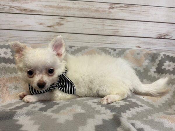 Chihuahua DOG Male White 21175 Petland Batavia, Illinois