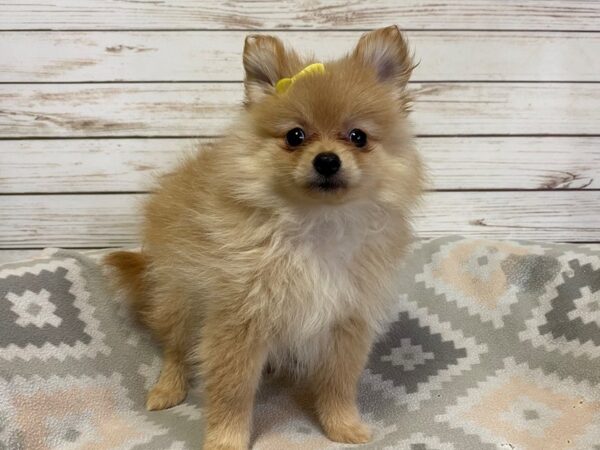 Pomeranian-DOG-Female-Sable-21182-Petland Batavia, Illinois