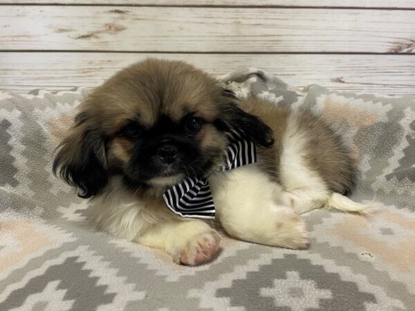 Pekingese DOG Male Sable / White 21179 Petland Batavia, Illinois