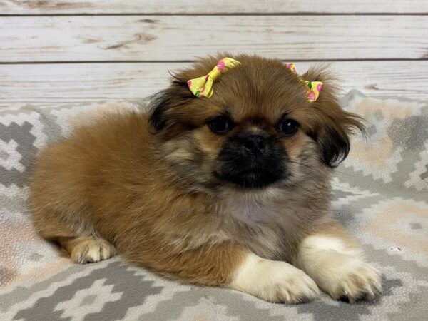 Pekingese DOG Female Fawn 21178 Petland Batavia, Illinois