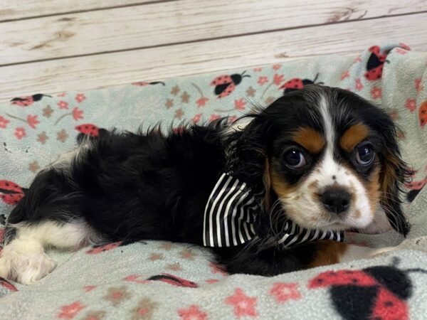 Cavalier King Charles Spaniel DOG Male Black / White 21174 Petland Batavia, Illinois