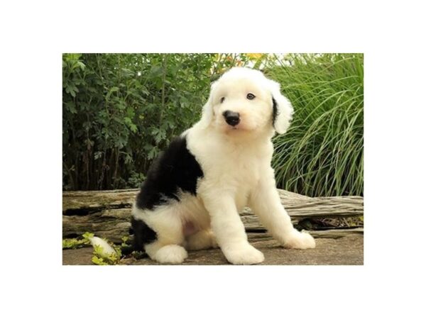 Sheepadoodle-DOG-Male-Black / White-21172-Petland Batavia, Illinois