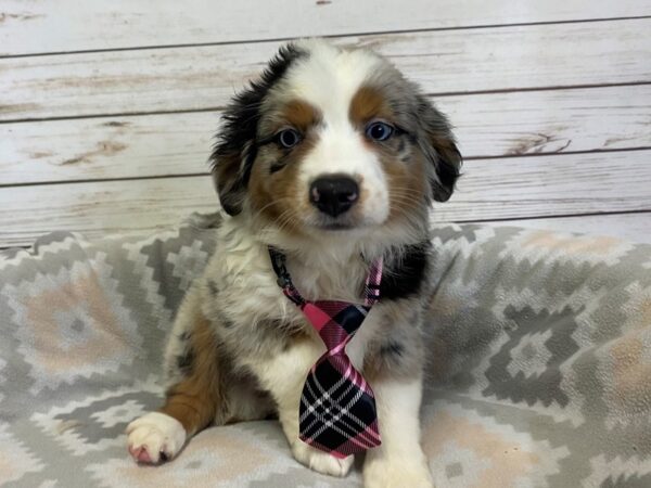 Miniature Australian Shepherd-DOG-Male-Blue Merle-21173-Petland Batavia, Illinois