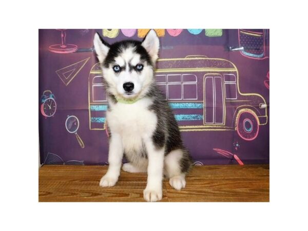 Siberian Husky DOG Female Black / White 12989 Petland Batavia, Illinois