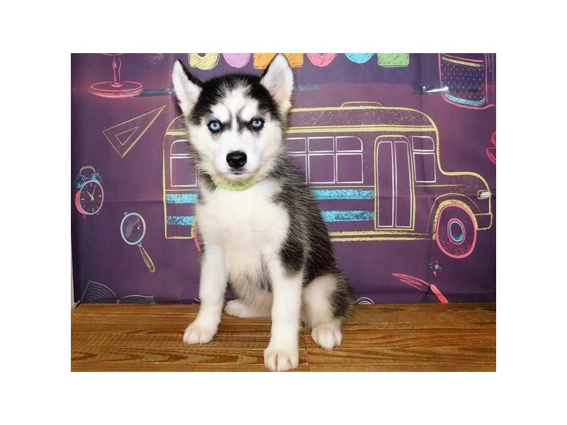 Siberian Husky Puppy Black White ID 12989 Located at Petland