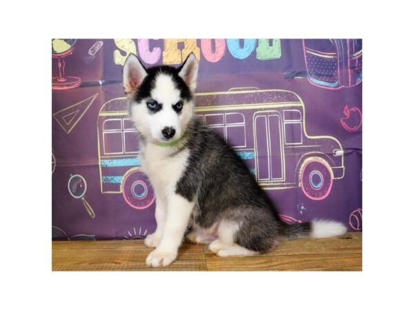 Siberian Husky DOG Male Black / White 12990 Petland Batavia, Illinois