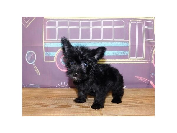 Morkie DOG Female Black / Tan 12993 Petland Batavia, Illinois