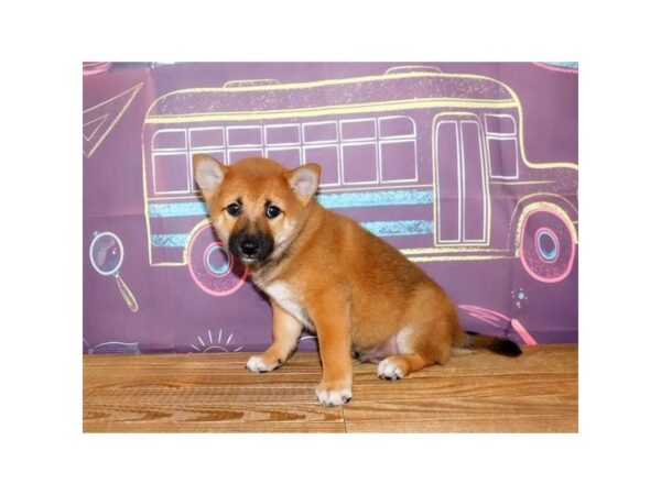 Shiba Inu DOG Male Red Sesame 12988 Petland Batavia, Illinois