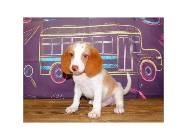 Beagle DOG Male Lemon / White 12991 Petland Batavia, Illinois