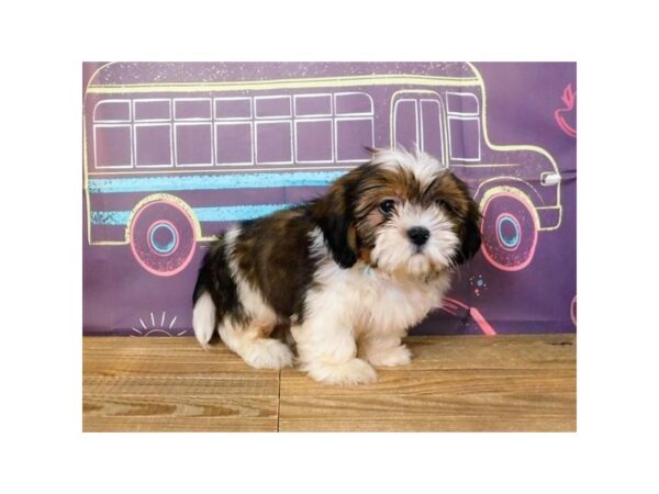 Shih Tzu DOG Male Gold / White, Black Markings 21192 Petland Batavia, Illinois