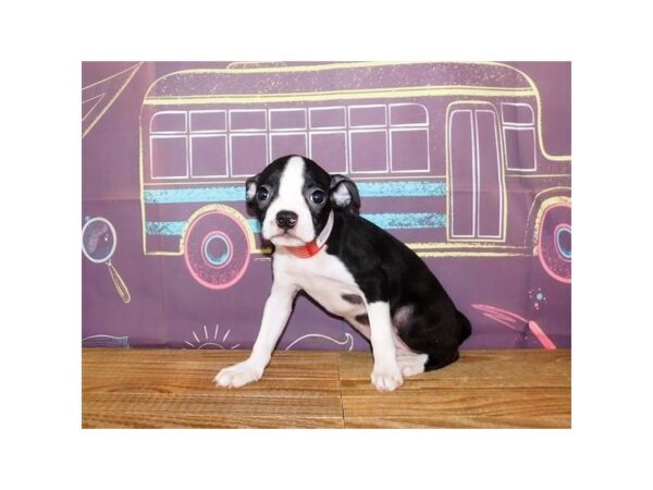 Boston Terrier DOG Female Black / White 21190 Petland Batavia, Illinois