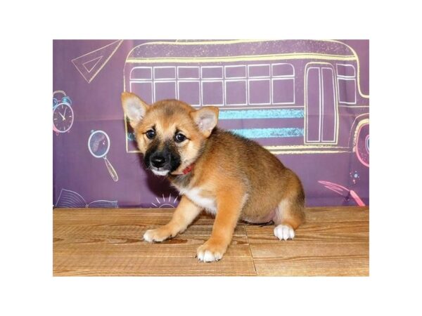 Shiba Inu DOG Female Red Sesame 21191 Petland Batavia, Illinois