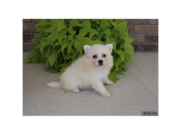 American Eskimo Dog DOG Female White 21194 Petland Batavia, Illinois