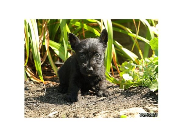 Scottish Terrier DOG Female Black 21197 Petland Batavia, Illinois