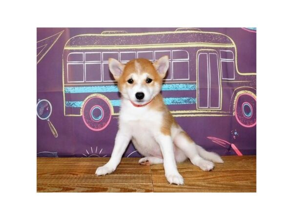 Shiba Inu DOG Female Red / White 20930 Petland Batavia, Illinois