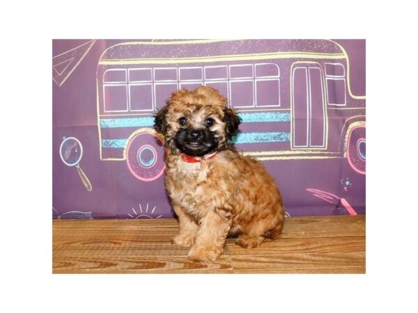 Shih Poo-DOG-Male-Sable-21201-Petland Batavia, Illinois