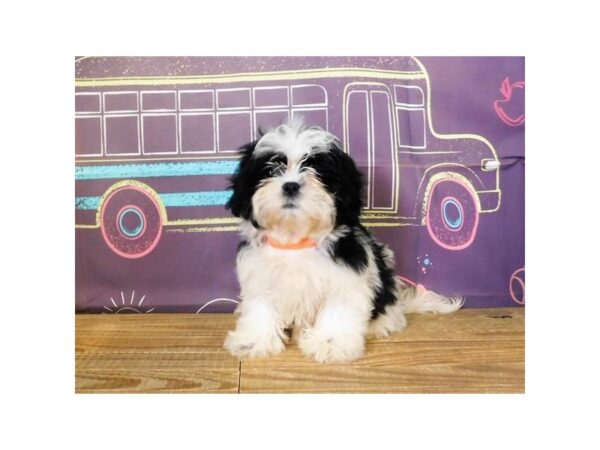 Teddy Bear-DOG-Female-Black / White-12995-Petland Batavia, Illinois