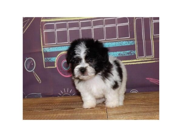 Morkie DOG Female White / Black 21202 Petland Batavia, Illinois