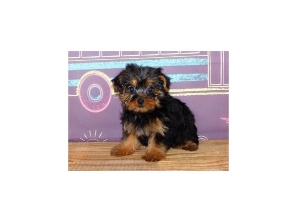 Yorkshire Terrier DOG Female Black / Tan 20931 Petland Batavia, Illinois