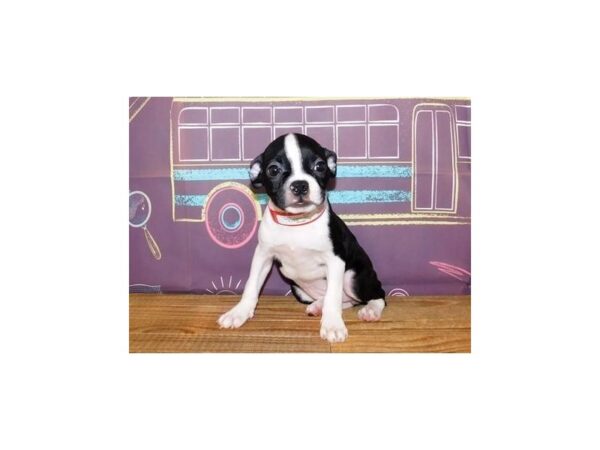 Boston Terrier DOG Female Black / White 20929 Petland Batavia, Illinois