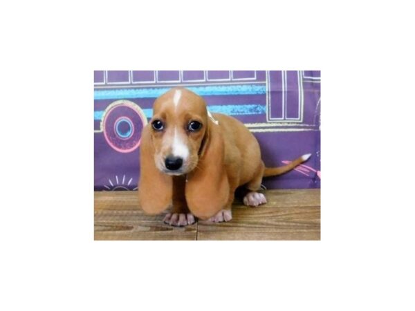 Basset Hound DOG Female Red 20933 Petland Batavia, Illinois