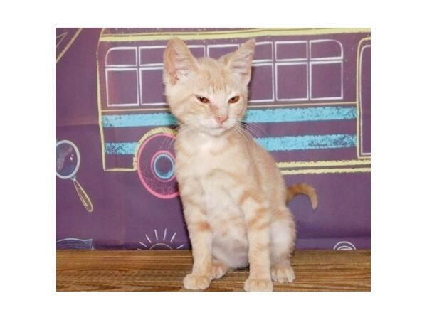 Domestic Kitten-CAT-Female-Cream-21199-Petland Batavia, Illinois
