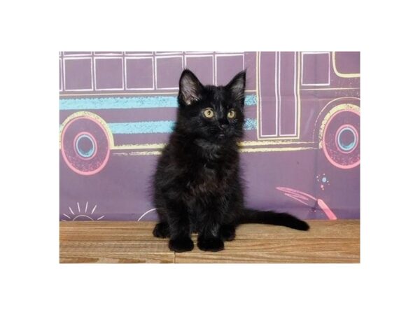 Domestic Kitten-CAT-Female-Black-21198-Petland Batavia, Illinois
