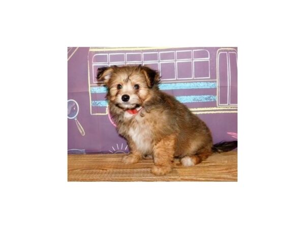 Pom A Chon-DOG-Male-Orange Sable-21200-Petland Batavia, Illinois