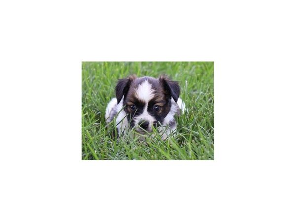 Papillon-DOG-Male-Sable / White-21196-Petland Batavia, Illinois