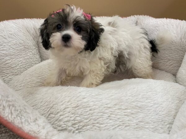 Hava Chon-DOG-Female-White-12984-Petland Batavia, Illinois