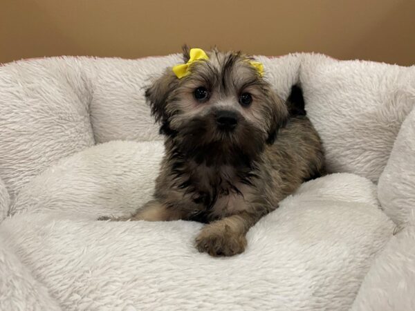 Mini Schnoodle DOG Female Brindle 12985 Petland Batavia, Illinois