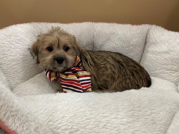 Mini Schnoodle DOG Male Brindle 12986 Petland Batavia, Illinois