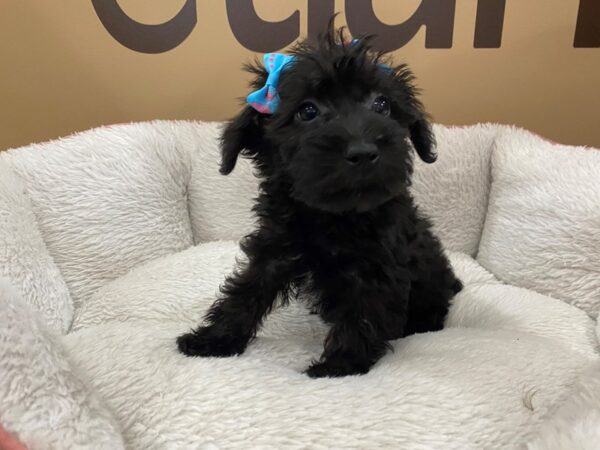 Mini Schnoodle DOG Female Black 12987 Petland Batavia, Illinois