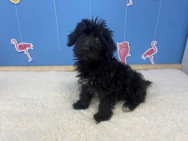 Mini Schnoodle-DOG-Female-Black-20925-Petland Batavia, Illinois
