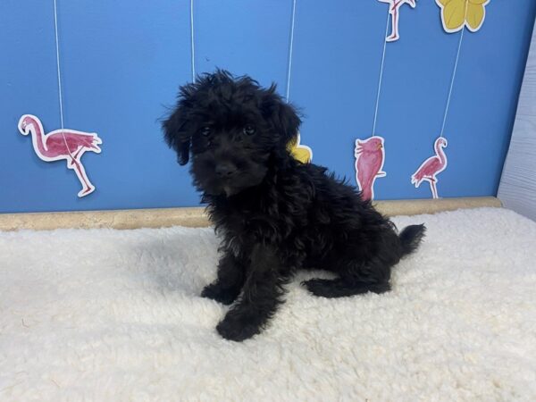 Mini Schnoodle DOG Female Black 20924 Petland Batavia, Illinois