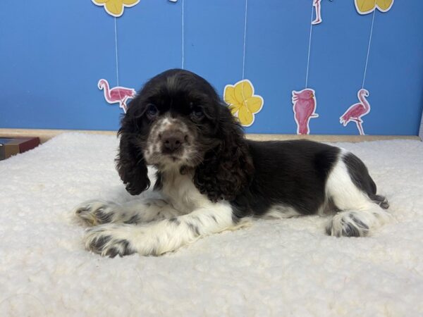 Cocker Spaniel-DOG-Female-Chocolate and White-20926-Petland Batavia, Illinois