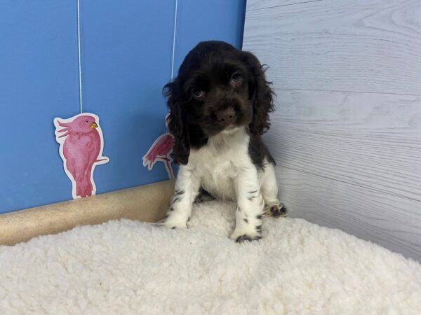 Cocker Spaniel-DOG-Female-Chocolate and White-20928-Petland Batavia, Illinois