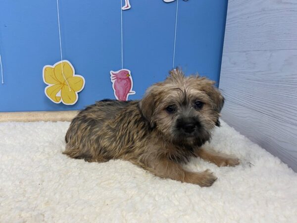 Mini Schnoodle DOG Female Brindle 20923 Petland Batavia, Illinois