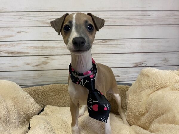 Italian Greyhound DOG Male Blue Fawn 21195 Petland Batavia, Illinois