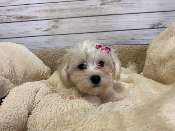 Hava Chon-DOG-Female-White-21189-Petland Batavia, Illinois